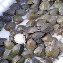 冷藏发货  大甲鱼外塘放养活体鲜活王八中华龟鳖苗  欧林醉尔 4-6两  冷水养殖甲鱼苗