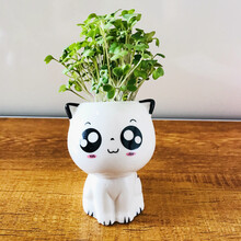 【草头娃娃diy种草种子】草头娃娃幼儿园儿童种植小盆栽头上长草植物宝宝diy种草种子草包 萌笑猫咪