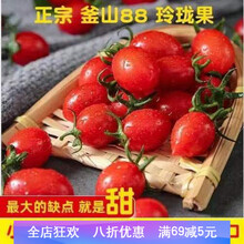釜山88超甜玲珑圣女果千禧樱桃小西红柿番茄新鲜蔬菜水果 3斤净重装(加保鲜冰袋)