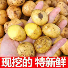 【土豆批发】2021新鲜恩施富硒黄心小土豆现挖黄心迷你马铃薯洋芋 九斤 硬币大小