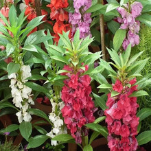 花友秀 凤仙花种子指甲花种子花卉种子草花观花种子  景观绿化 草花种子盆栽草花易种 凤仙花种子混色200粒