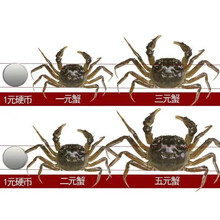 【活蟹】六月黄小螃蟹鲜活大闸蟹河蟹海鲜水产蟹类 安德兰 五元蟹 只只有黄【10只送2只】