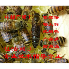 中蜂蜂王高产蜜蜂活体产卵王双色杂交交尾阿坝黑色王 天柱王