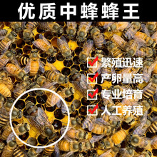精选中蜂王种王蜜蜂产卵交尾王活体处女王阿坝双色新开产王土蜂王 本地处女王  精品仓王开产王