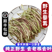 【顺丰】洪湖野藜蒿 蓠蒿野生芦蒿菜 新鲜泥蒿 野菜 新鲜蔬菜 3斤