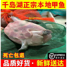 【顺丰冷运】千岛湖甲鱼土鳖鲜活海鲜王八团鱼食用甲鱼包活 千岛湖7年精品公甲1500g