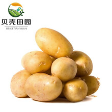 【贝壳田园】土豆黄皮小土豆马铃薯洋芋新鲜时令现挖现发蔬菜 5斤装