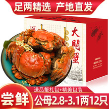 【活蟹】精选特大河蟹2.8-3.1两12只臻原生六月黄大闸蟹全公母鲜活螃蟹现货海鲜水产生鲜蟹类礼盒装