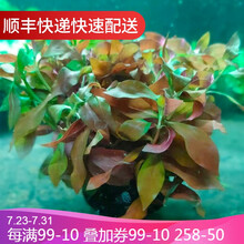 鱼官儿 水草活体鱼缸水草中后景真水草鱼缸造景阳性活水草 圆叶丁香坨草 1坨(坨直径4cm左右)