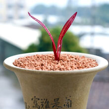 名贵兰花盆栽红草红荷网红草 四季兰精品兰花苗 阳台建兰红花花卉 红草红荷种苗1苗 带盆栽好