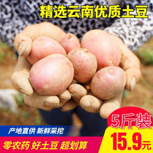 云南新鲜土豆高原红皮黄心农家批发自种蔬菜马铃薯坏包赔 5斤装（约30个）