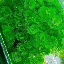 【水草活体】【真水草】好养耐活真水草植物绿菊鱼缸水草造景 绿菊五十颗