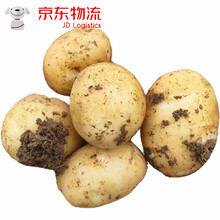新鲜土豆大果 云南高山农家现挖马铃薯应季蔬菜一级洋芋健康轻食 3斤 精选装