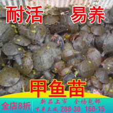 【冷藏发货】大甲鱼活体黄沙鳖生态王八水产中华鳖鳖苗鲜活团 莫尔加德 甲鱼苗20只【+饲料】