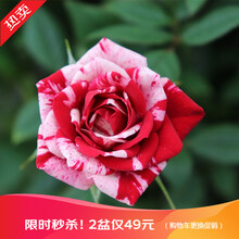 【虹越】迷你玫瑰100#盆栽苗 天卉苑盆花系列 室内居家装饰花卉 gigi吉吉复色