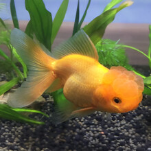 优鱼若宠 观赏鱼活体 水族宠物鱼 精品金鱼活鱼 大金鱼 小金鱼活体 冷水鱼淡水鱼 大眼金鱼 6-8cm红狮2条