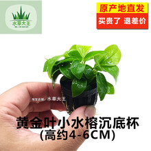 水草懒人水草水榕水草种子水榕沉木水草活体鱼缸装饰植物 黄金叶小水榕