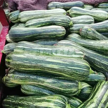 嫩南瓜新鲜蔬菜小南瓜倭瓜青瓜鲜食嫩南瓜仔脆嫩做陷现摘现发 脆嫩花皮嫩南瓜【净重5斤】