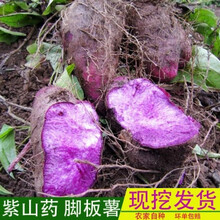 5斤装紫山药脚板薯江西紫玉淮山赣州农家紫色大薯毛薯现挖现发老树