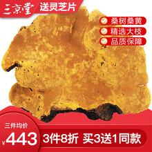 三京堂 西藏野生桑树桑黄灵芝整枝 桑黄菌茶 桑黄粉 250g【野生采集 精选大枝】 野生桑黄