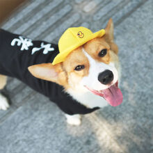 狗帽子 价格 图片 品牌 怎么样 京东商城