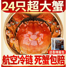 大闸蟹 鲜活特大公母蟹螃蟹六月黄现货礼盒装海鲜水产 罗菲迪新 24只【实惠装】