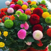 四季菊花】价格_四季菊花图片- 京东