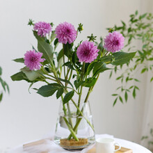 追逸国产大丽花鲜花直批生活办公室家用插花直发水养鲜切花 紫色一扎5支
