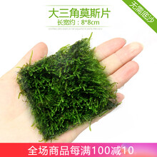 异景园鱼缸水族箱造景水榕沉木活体水草淡水无土植物后景宫廷真水草绿菊净水增氧水草绿菊趴地珍珠莫斯片皇冠 大三角莫斯(8*8)