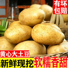 高原新土豆新鲜现挖马铃薯洋芋黄皮黄心农家自种蔬菜 【土豆带箱9-10斤装】 【中果】
