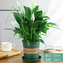 红掌 白掌盆栽植物室内花卉土培一帆风顺大盆水养绿植 白掌【加仑盆】 含盆