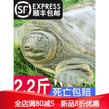 2.2斤大甲鱼活体王八鲜活 食用青黄老鳖外塘生态公鳖团鱼野养放养