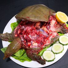 鲜源澜湾 现杀老鳖甲鱼精品外塘甲鱼源生态活体真空包装发货 下单现杀 1.2斤净重(1.5斤宰杀)