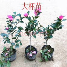 茶梅花苗树苗茶梅球茶花盆栽盆景冬茶梅庭院拆迁苗占地苗耐冻苗北方植物耐寒耐冻耐寒植物 茶梅40到50厘米3颗