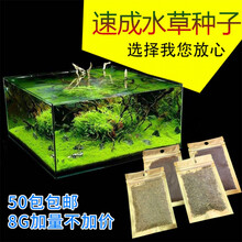 迷你对叶 前景草大叶珍珠水草种子 鱼缸造景装饰水草种子 心形草5克