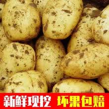 新鲜黄心土豆大马铃薯本地现挖蔬菜2/5/10斤 【中果】【5斤装】