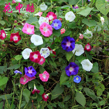 花中酷花草种子 格桑花 波斯菊 百日草 矢车菊 太阳花 五彩石竹 含羞草 矮牵牛花大丽花种子牡丹种子 牵牛花种子(混色) 10克 / 试种装