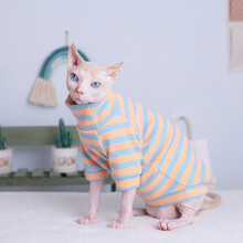 斯芬克斯猫衣服夏季薄款无毛猫衣服春夏天的服装透气帅气定制文艺复古情侣宠物衣服潮牌 橙蓝色条纹(薄款) XL-超大型