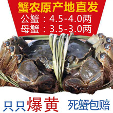 现货蟹鑫鑫大闸蟹鲜活特大螃蟹公蟹4.5两母蟹3.5两10只礼盒装鲜活水产生鲜海鲜 公（5.4-5.8）母（4.4-4.8）两10只