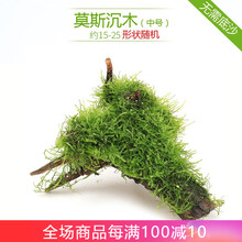 异景园鱼缸水族箱造景水榕沉木活体水草淡水无土植物后景宫廷真水草绿菊净水增氧水草绿菊趴地珍珠莫斯片皇冠 中号莫斯沉木