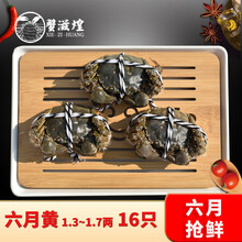 【活蟹】蟹滋煌 阳澄湖六月黄1.3~1.7两 大闸蟹鲜活生鲜小螃蟹  苏州生鲜河蟹湖蟹现捕现发 六月黄 1.3-1.7两 16只