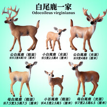 Oenux仿真野生动物模型老虎狮子王大象长颈鹿考拉斑马河马儿童玩具套装 白尾鹿一家（6只套装）