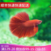 鱼官儿 泰国斗鱼 办公室客厅观赏斗鱼 热带淡水鱼水族活体宠物 红色系 半月1条