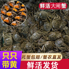 现货鲜活小螃蟹活的一元蟹两元蟹母蟹毛蟹大闸蟹河蟹母包赔 欧登城娜 2.3-2.8两6只全母