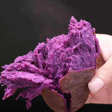 沂蒙山紫薯沙地紫薯紫罗兰新鲜番薯山芋小紫薯紫地瓜农家自种 小紫10斤(净重9斤)