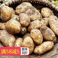 贵州土豆新鲜威宁洋芋发黄心马铃薯农家自种新果现发 5斤净重 中果
