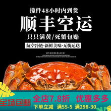 【活鲜】六月黄螃蟹大闸蟹鲜活现货特大全公母螃蟹生鲜河蟹 惟纳德 【全母蟹】1.5-2.0两 18只