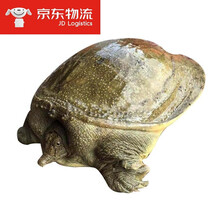 生态外塘大甲鱼活鲜野外放养鳖2-3斤一只生长甲鱼王八鲜活水产 甲鱼 2-3斤一只