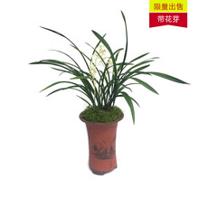 刘阁兰花 现带花苞出售 建兰四季兰 青山玉泉 客厅室内花卉 青山玉泉，4苗连体带花