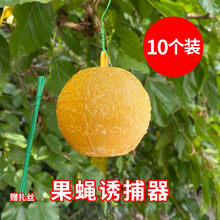 果蝇诱捕器 黄板诱虫纸贴黄色飞虫小黑飞沾果蝇诱捕器粘板针蜂大棚 果蝇诱捕器10个装